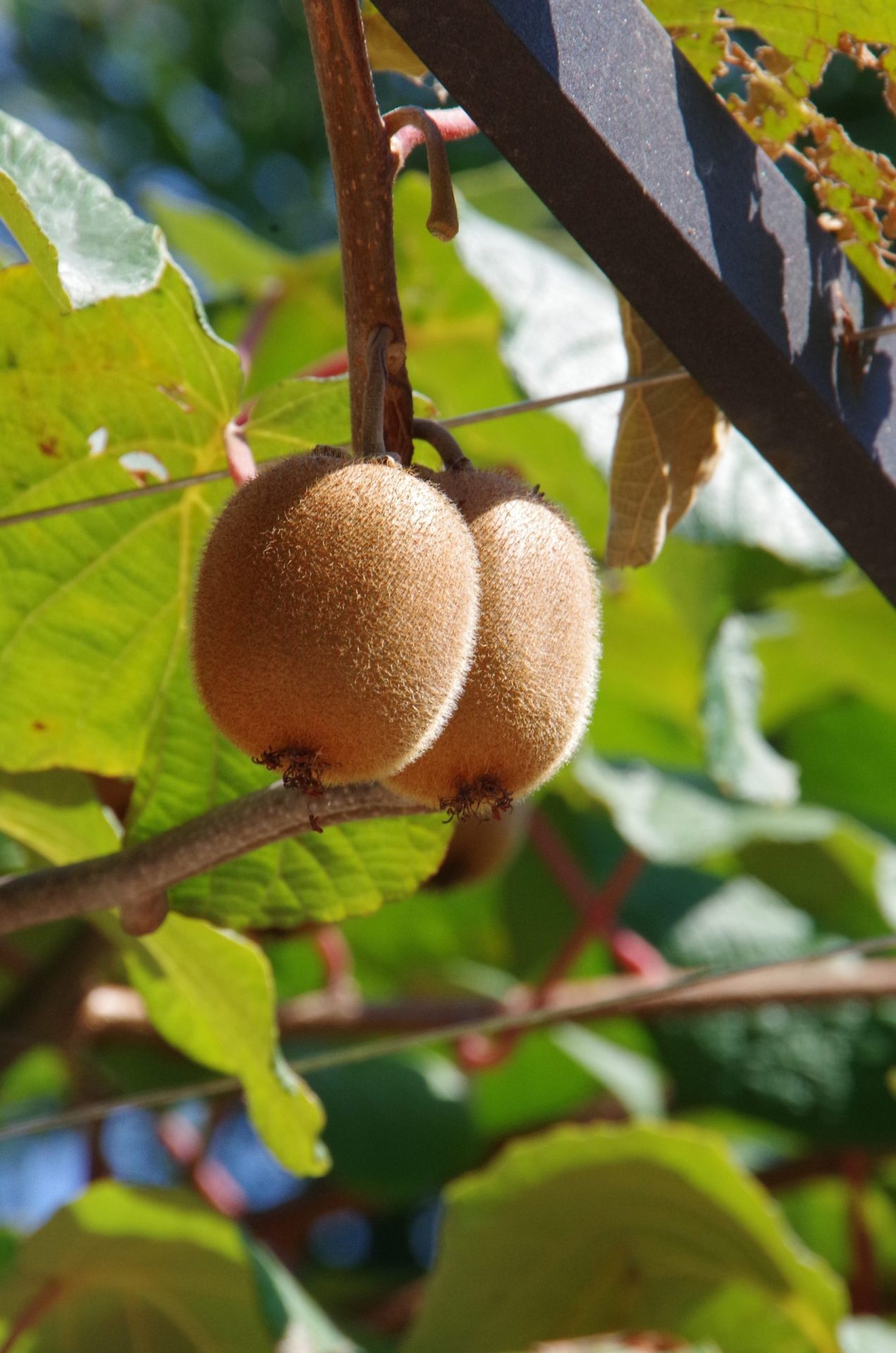 Pachet KIWI: 2 femele Heyward +1 mascul ATLAS polenizator, anul 4, 2 tije fructifere, 140-160 cm