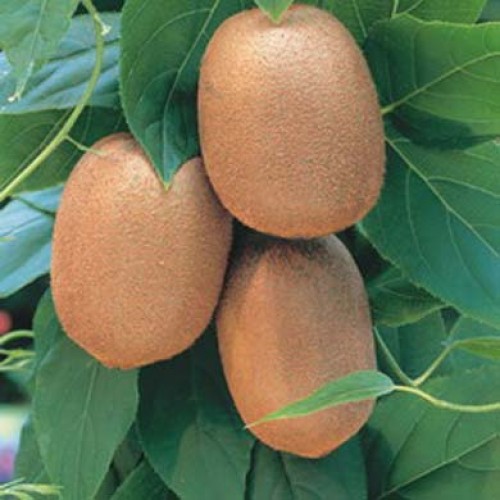 Pachet KIWI: 2 femele Heyward +1 mascul ATLAS polenizator, anul 4, 2 tije fructifere, 140-160 cm