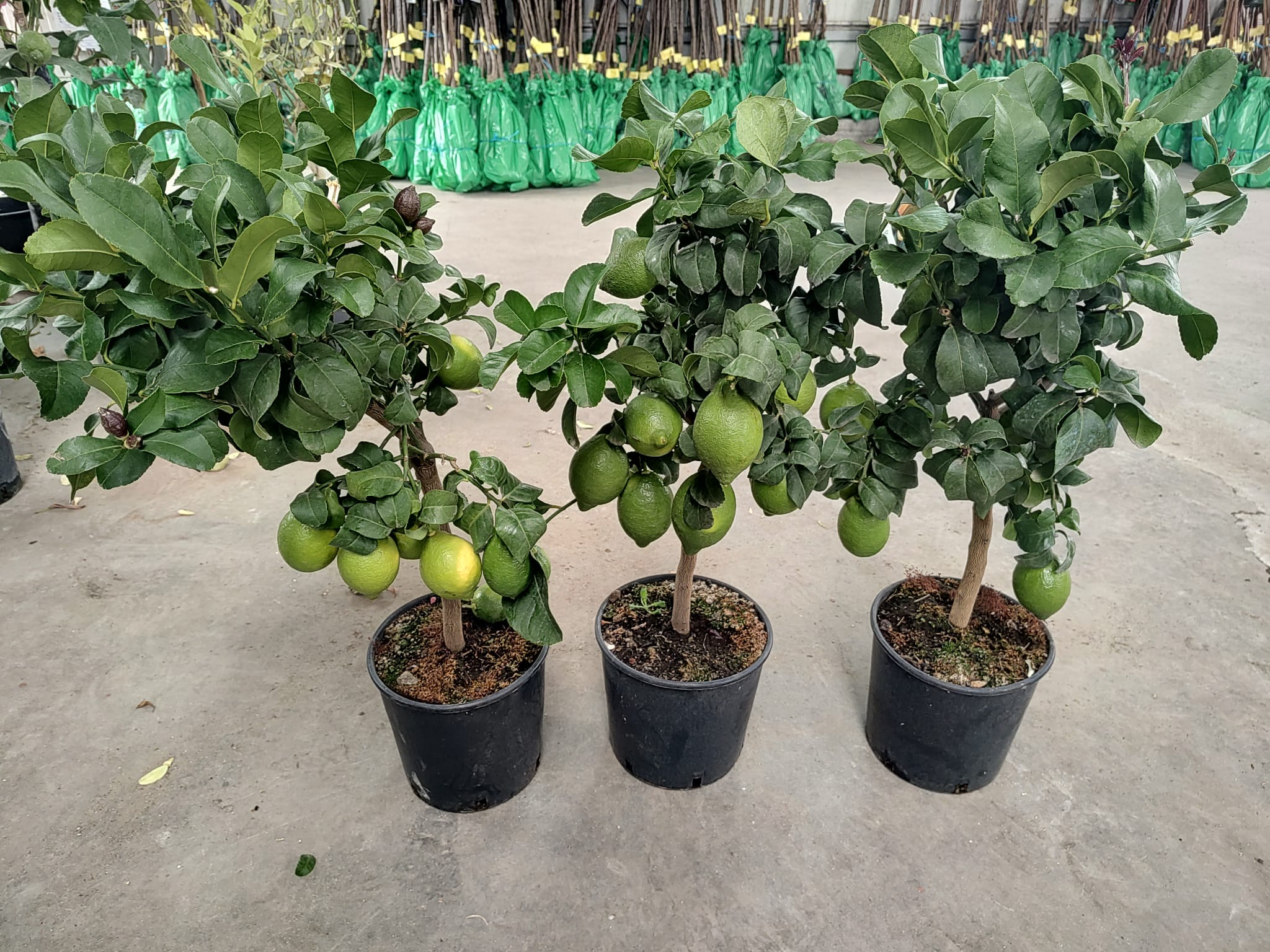 Pom de Lamai altoit anul 5 la ghiveci cu fructe