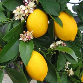 Pom de Lamai altoit anul 5 la ghiveci cu fructe