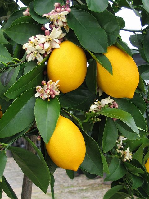 Pom de Lamai altoit anul 5 la ghiveci cu fructe