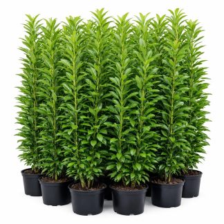Laur Englezesc Novita 80 cm – gard viu dens, veșnic verde, ghiveci 4L