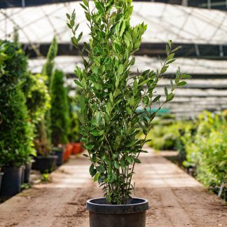 Dafin alimentar aromatic anul 3 - 100 cm