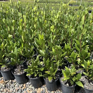 Dafin alimentar aromatic 50 cm- in ghiveci de 3 litri- Poze reale