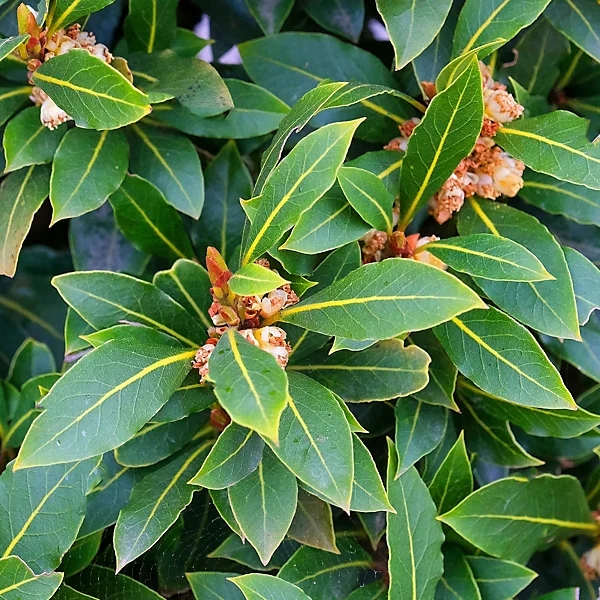 Dafin alimentar aromatic anul 3 - 100 cm