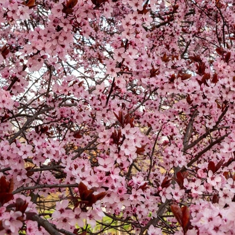 Corcodus rosu intens soi NIGRA (Prunus) altoit min. 150 cm: radacina ambalata