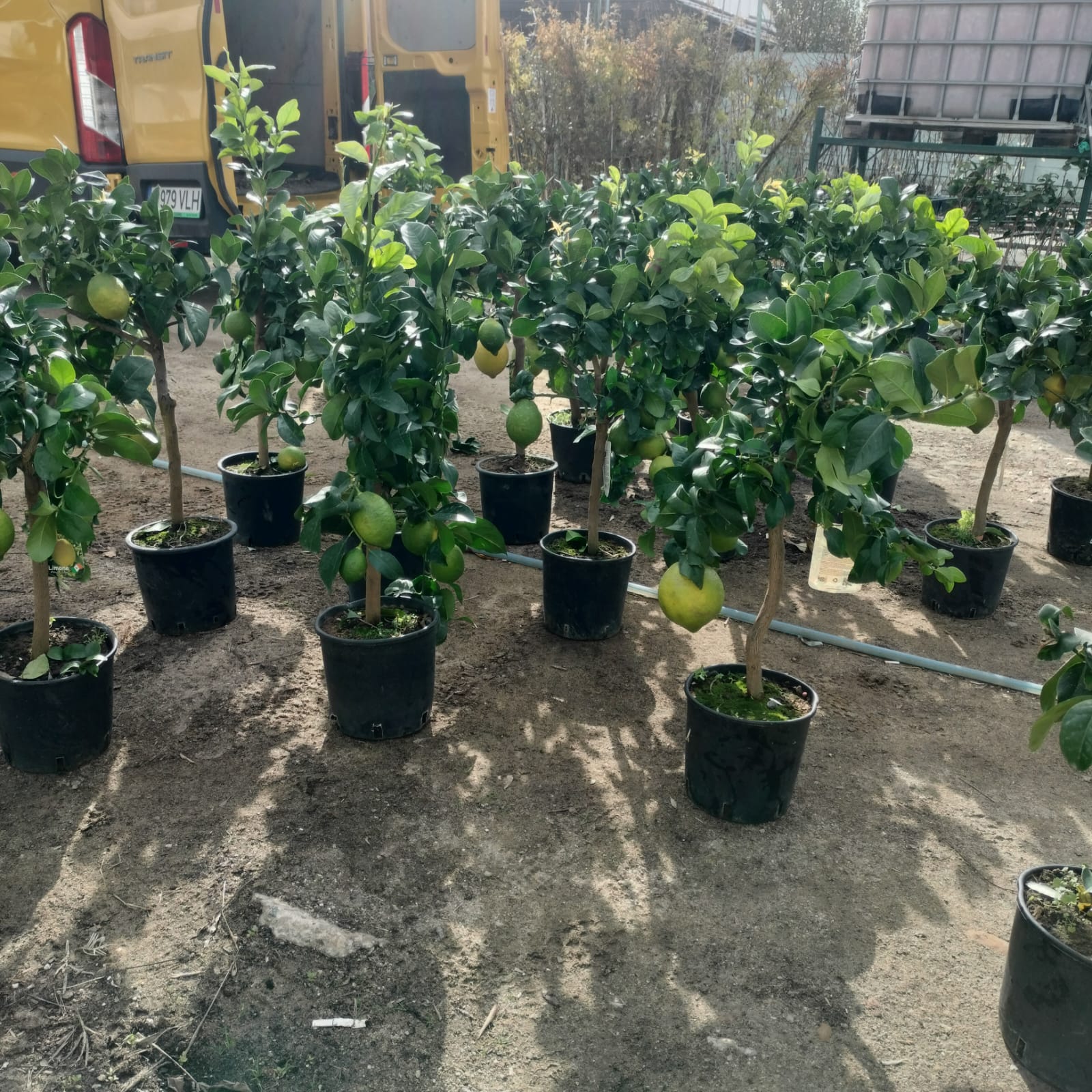 Cadoul Perfect: Mexican LIME | altoit | anul 4 | poze reale