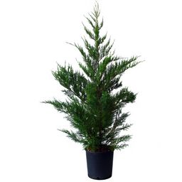 Leylandii Vesnic Verde /Chiparos gard viu