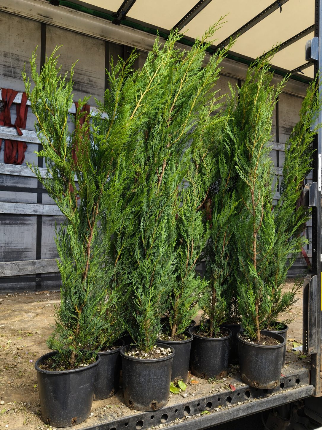 Pachet 10+1 gratuit: Leylandii altoit -pentru gard viu- 120 cm- ghiveci 5 Litri