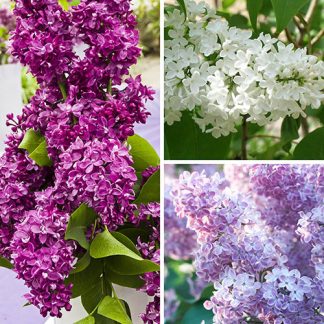 Liliac de primavara MOV / ALB/ GALBEN radacina ambalata