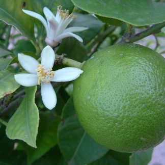 Cadoul Perfect: Mexican LIME | altoit | anul 4 | poze reale