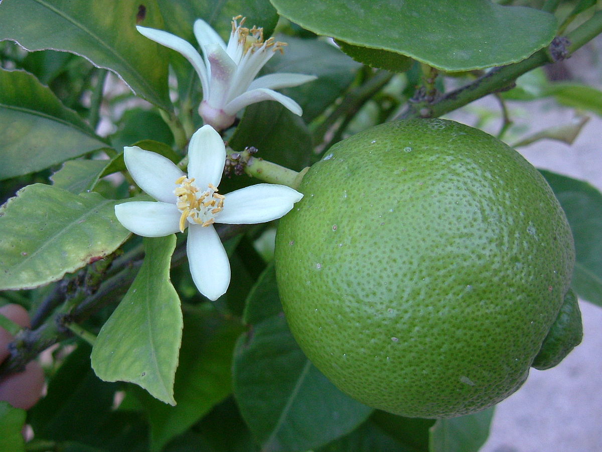 Cadoul Perfect: Mexican LIME | altoit | anul 4 | poze reale