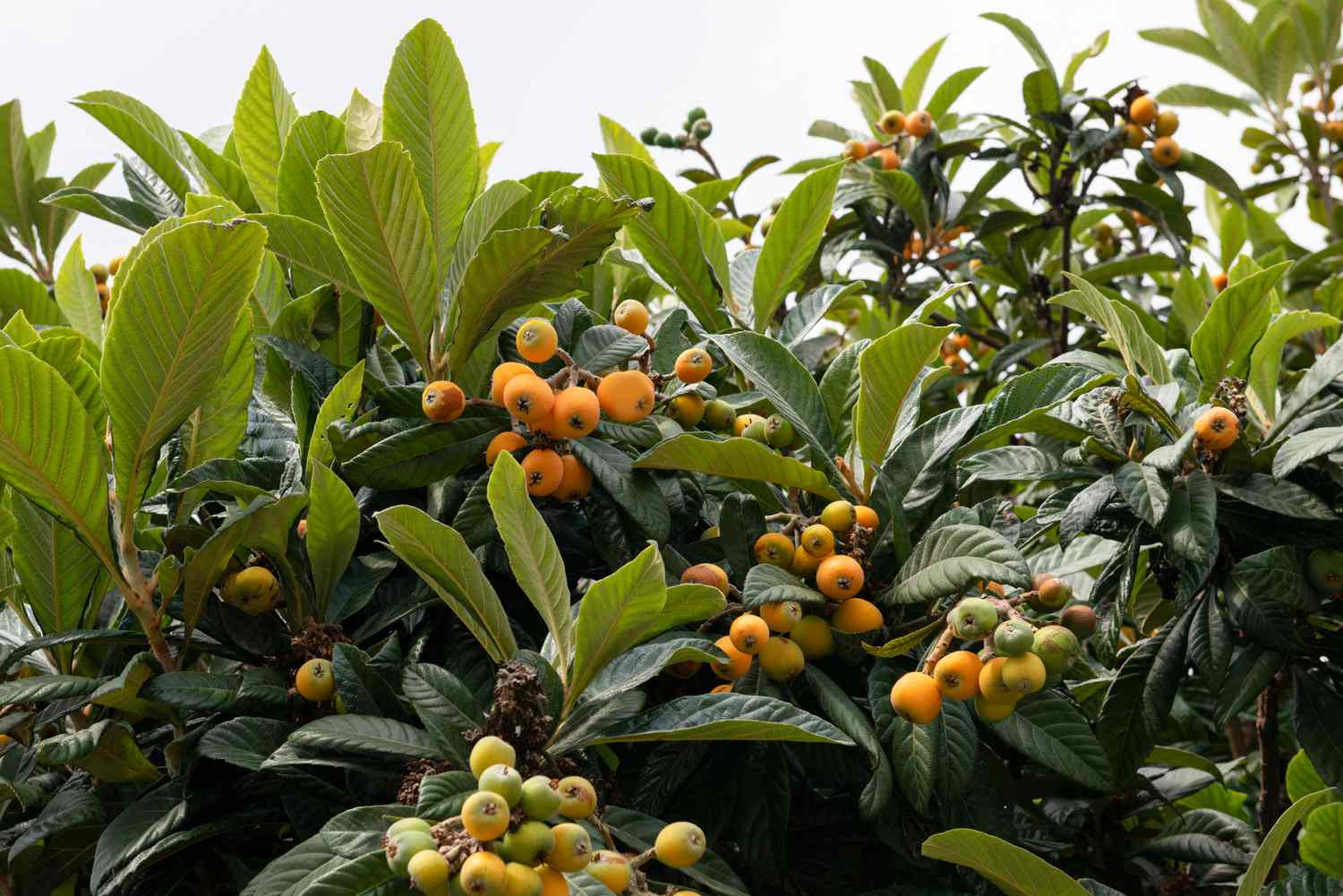 Loquat Rose Anne -frunza vesnic verde - minim 150 cm