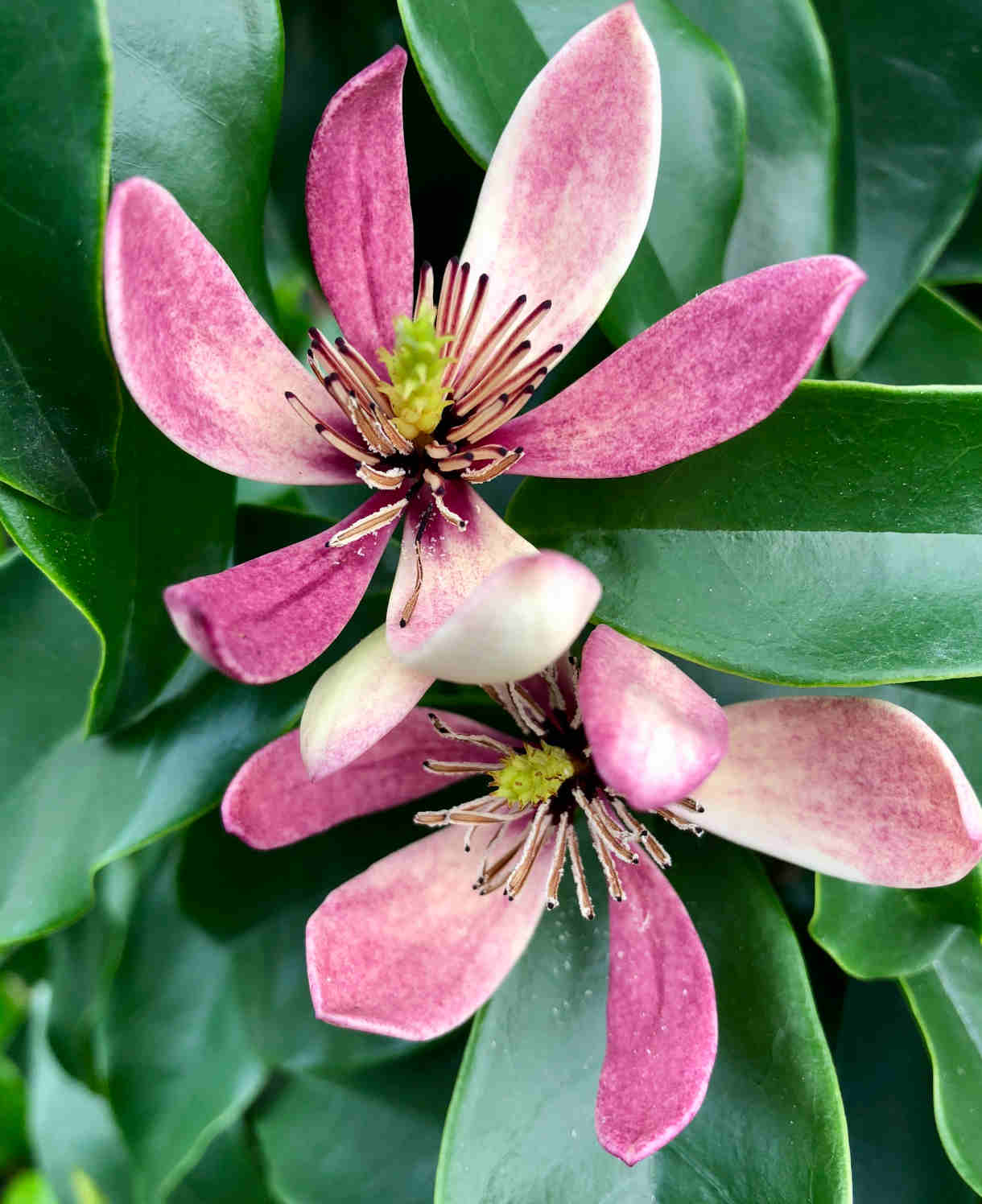 Magnolia Figo soi nou "Stellar Ruby" - forma tufa - frunze vesnic verzi si flori parfumate - ghiveci 10 litri - poze reale