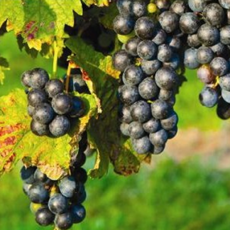 MERLOT soi VITA DE VIE | Butasi anul 2 | parafinat |
