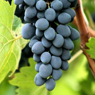 MOLDOVA soi VITA DE VIE negru de masa cu rezistenta genetica| Butasi anul 2 | parafinat |