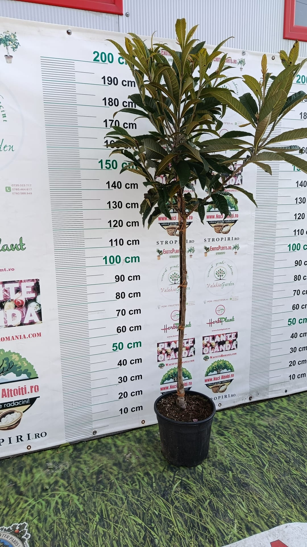 Loquat Rose Anne -frunza vesnic verde - minim 150 cm