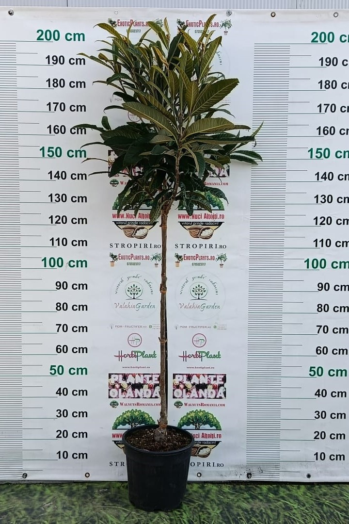 Loquat Rose Anne -frunza vesnic verde - minim 150 cm