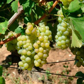 MUSCAT OTTONEL Tamaios - soi VITA DE VIE | Butasi anul 2 | parafinat | poze reale