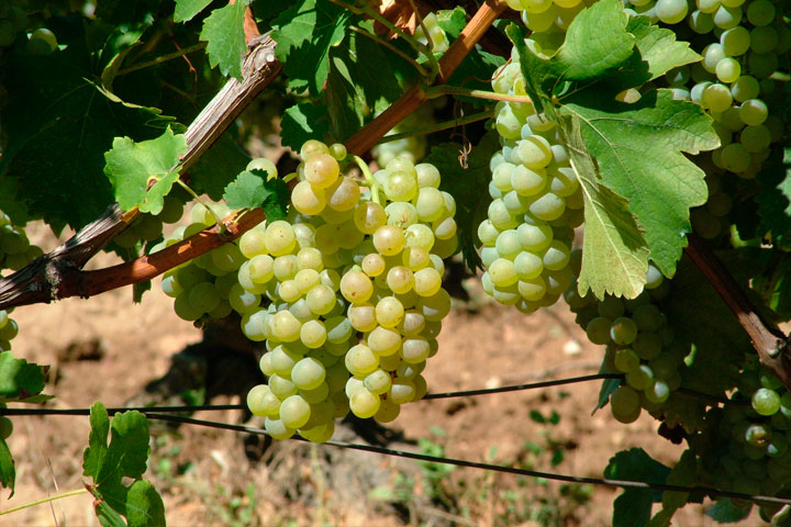 MUSCAT OTTONEL Tamaios - soi VITA DE VIE | Butasi anul 2 | parafinat | poze reale