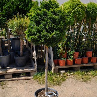 Chiparos Hinoki ‘Nana Gracilis’ 1.4 m -forma pomişor 20L – conifer ornamental pe trunchi, compact, veșnic verde