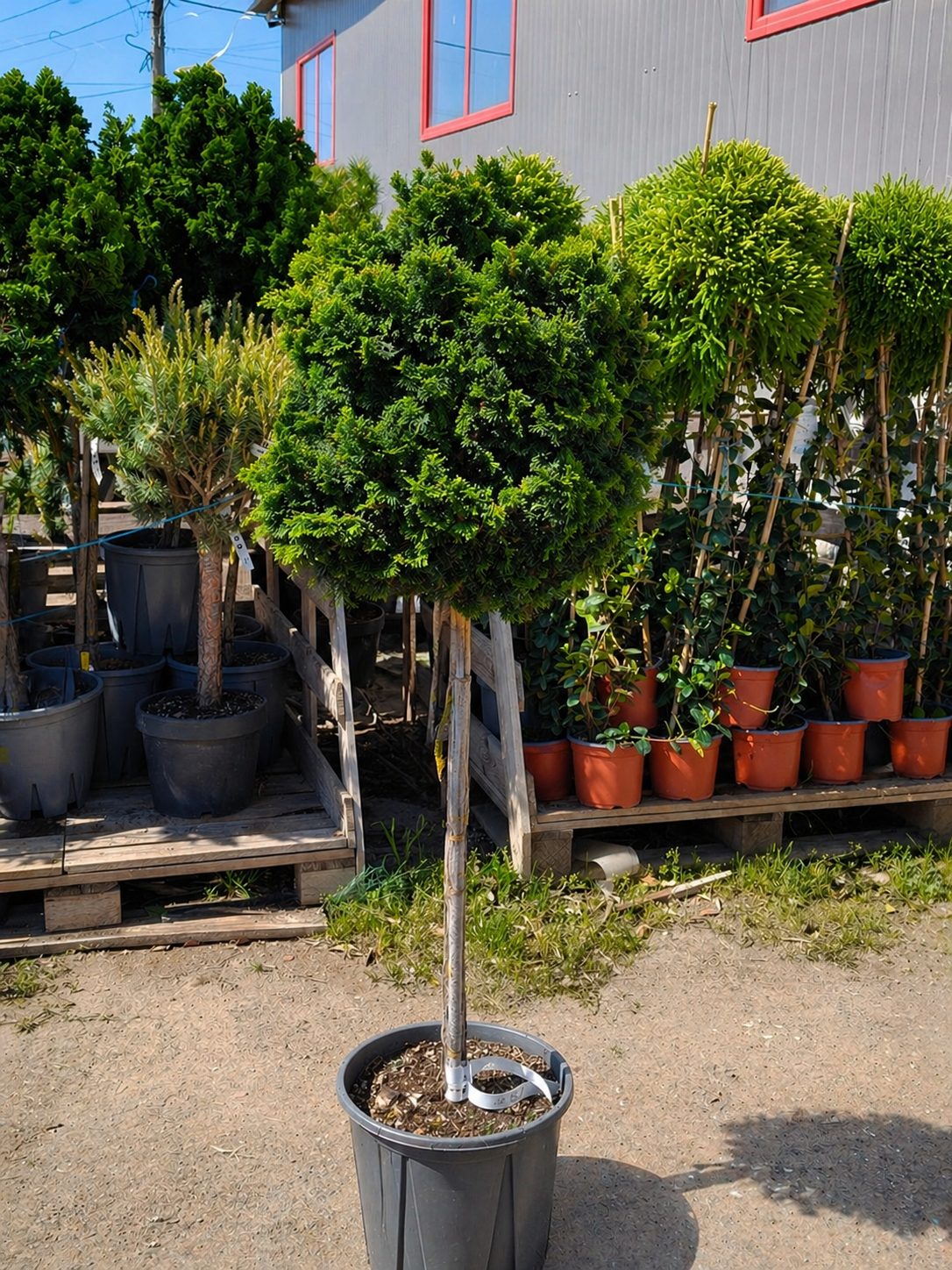 Chiparos Hinoki ‘Nana Gracilis’ 1.4 m -forma pomişor 20L – conifer ornamental pe trunchi, compact, veșnic verde