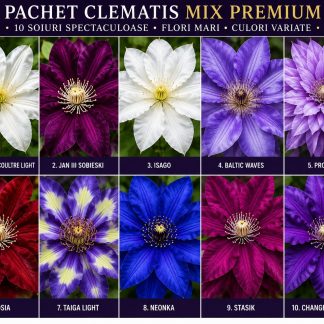 Pachet Clematis MIX Premium – 10 bucăți inflorite – ghiveci 2L | Colecție premium clematite cu flori mari