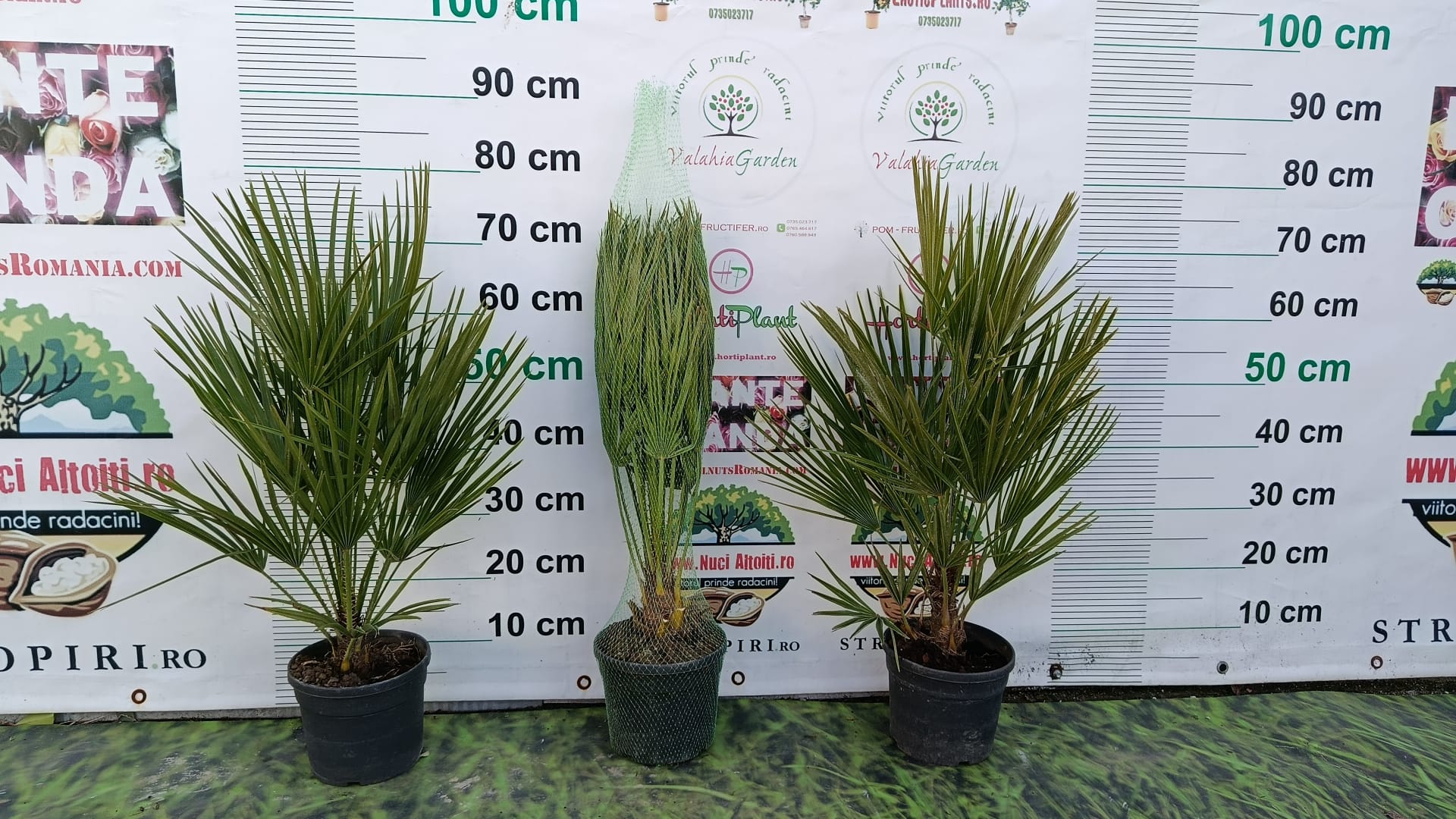 Palmier Pitic - Ghiveci 10 litri - 100 cm (Chamaerops humilis) POZE REALE