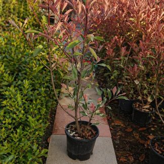 Photinia roz PINK MARBLE tip tufa la ghiveci 3 litri