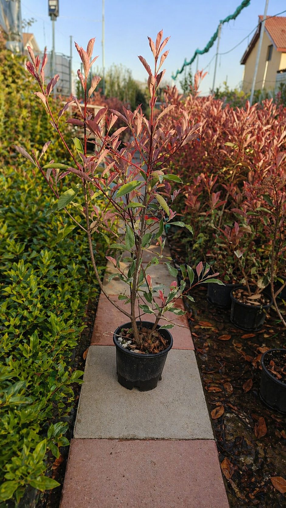 Photinia roz PINK MARBLE tip tufa la ghiveci 3 litri