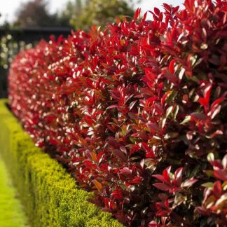 Photinia Red Robin 80 cm Tufa ideala pentru gard viu