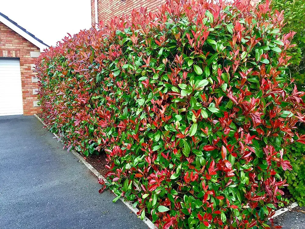 Pachet 10+1 gratuit: Photinia Red Robin 80 cm -ghiveci 3.6ltr - Poze reale