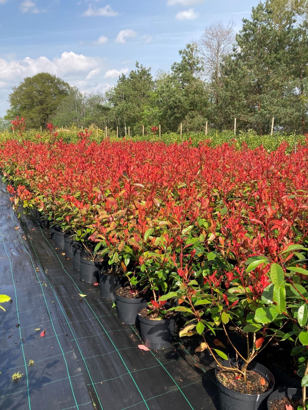 Pachet 10+1 gratuit: Photinia Red Robin 80 cm -ghiveci 3.6ltr - Poze reale