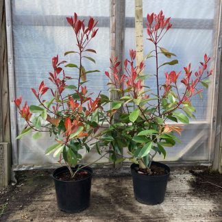 Pachet 10+1 gratuit: Photinia Red Robin 80 cm -ghiveci 3.6ltr - Poze reale