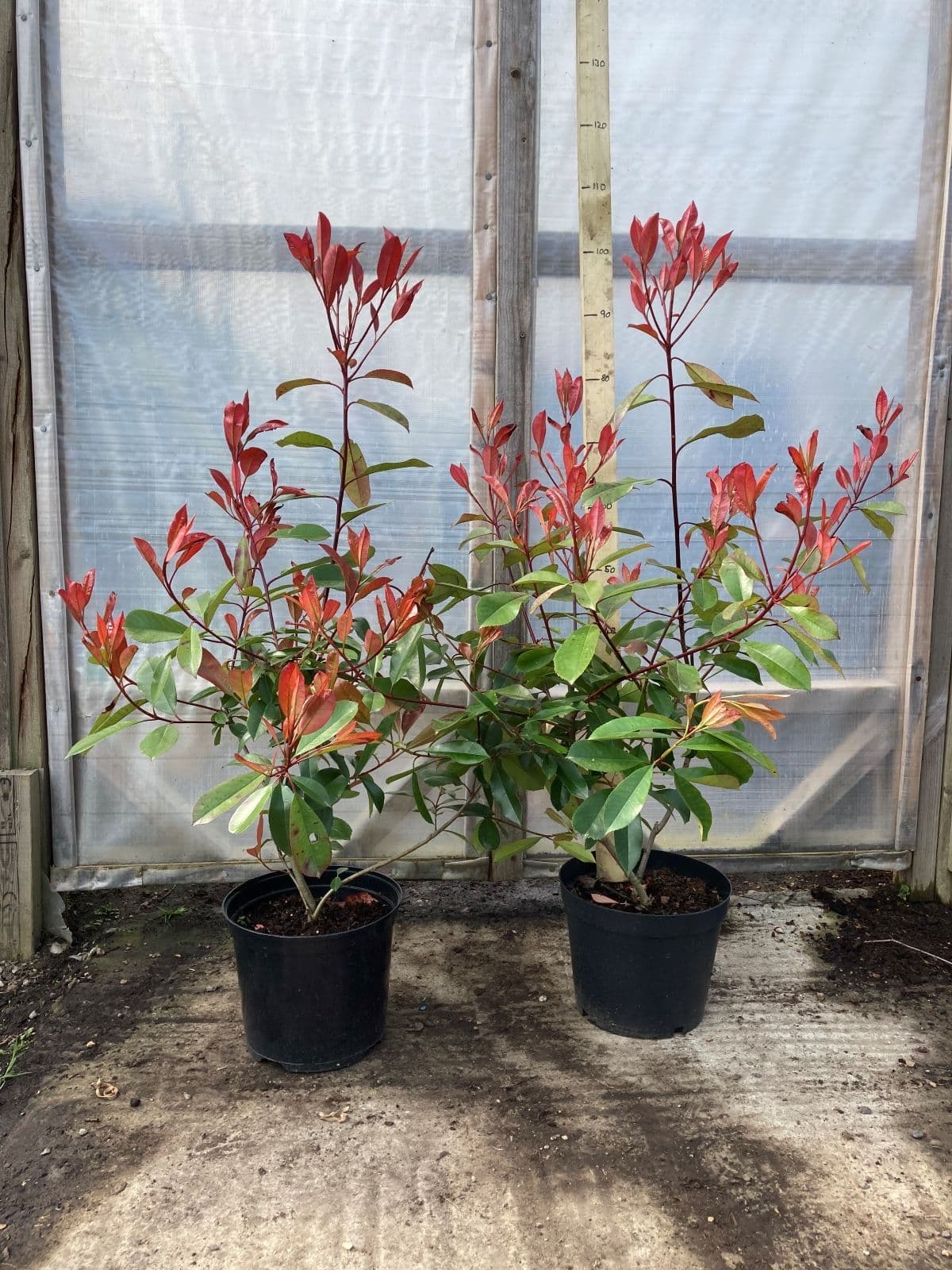 Pachet 10+1 gratuit: Photinia Red Robin 80 cm -ghiveci 3.6ltr - Poze reale