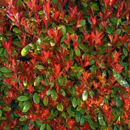 Photinia