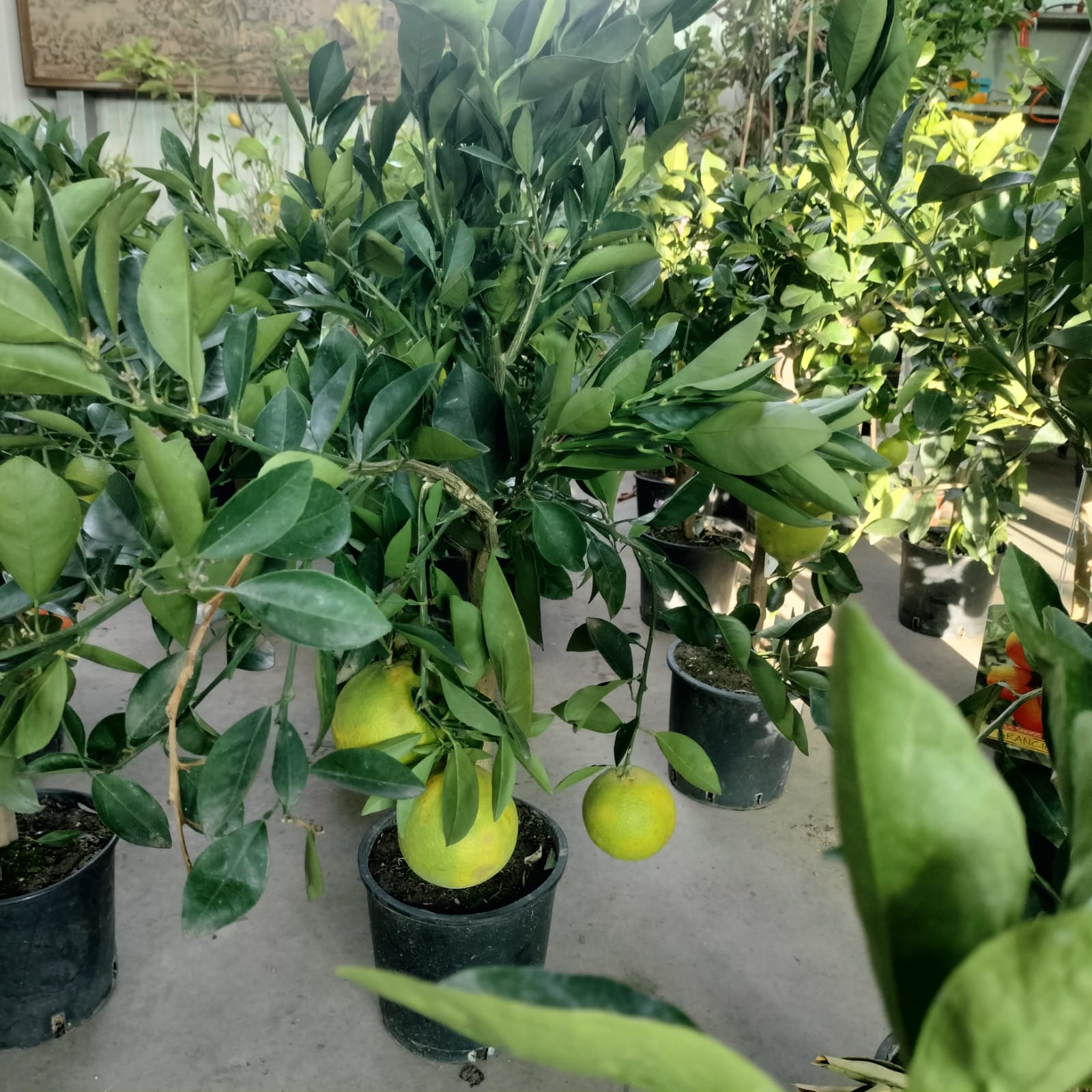 Cadoul Perfect: Mexican LIME | altoit | anul 4 | poze reale