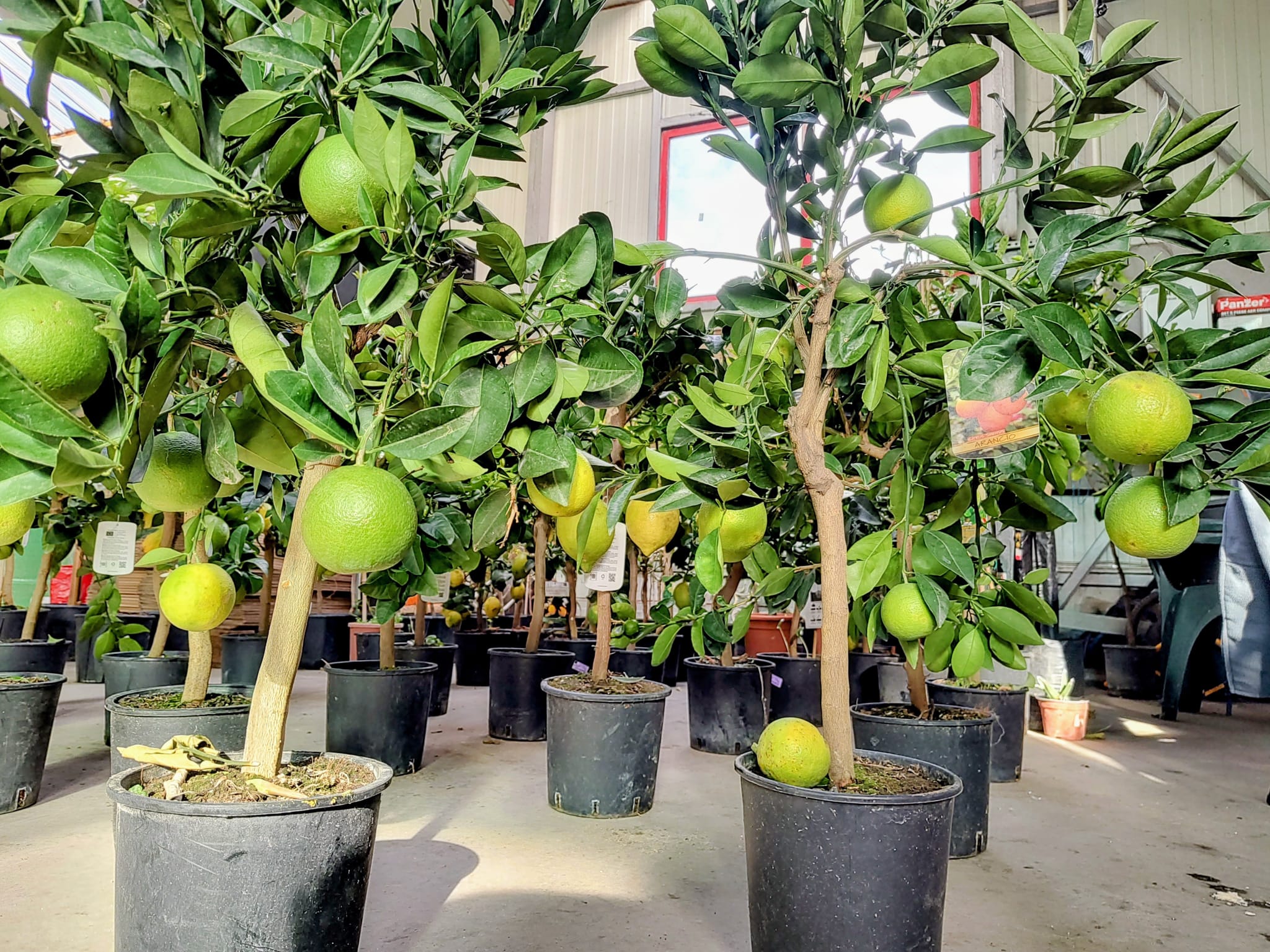 Cadoul Perfect: Mexican LIME | altoit | anul 4 | poze reale