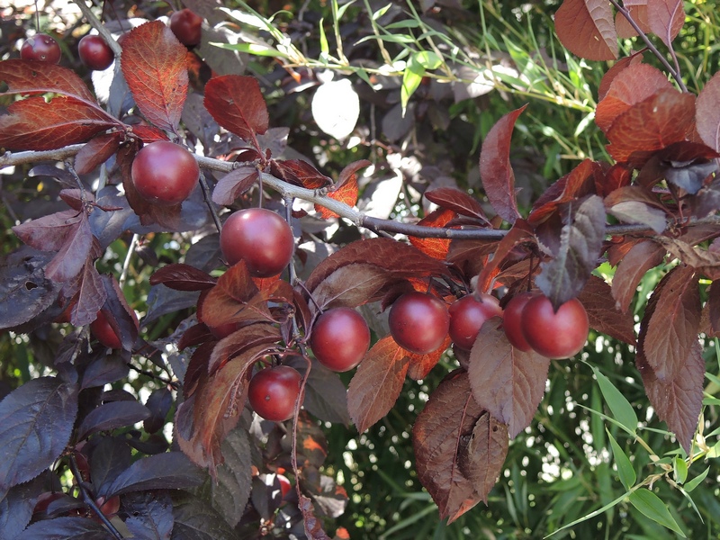 Corcodus rosu intens soi NIGRA (Prunus) altoit min. 150 cm: radacina ambalata