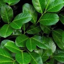 Prunus - Laur englezesc NOVITA