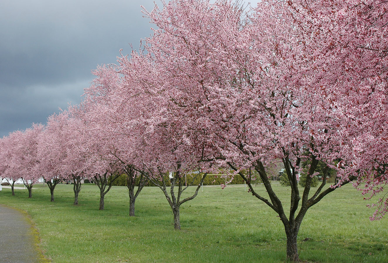 Corcodus rosu intens soi NIGRA (Prunus) altoit min. 150 cm: radacina ambalata