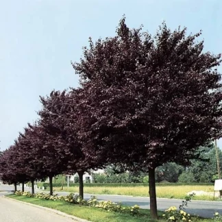 Corcodus rosu intens soi NIGRA (Prunus) altoit min. 150 cm: radacina ambalata