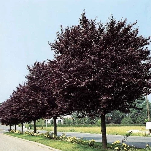 Corcodus rosu intens soi NIGRA (Prunus) altoit min. 150 cm: radacina ambalata