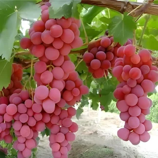 RED GLOBE roze soi VITA DE VIE de masa | Butasi anul 2 | parafinat |