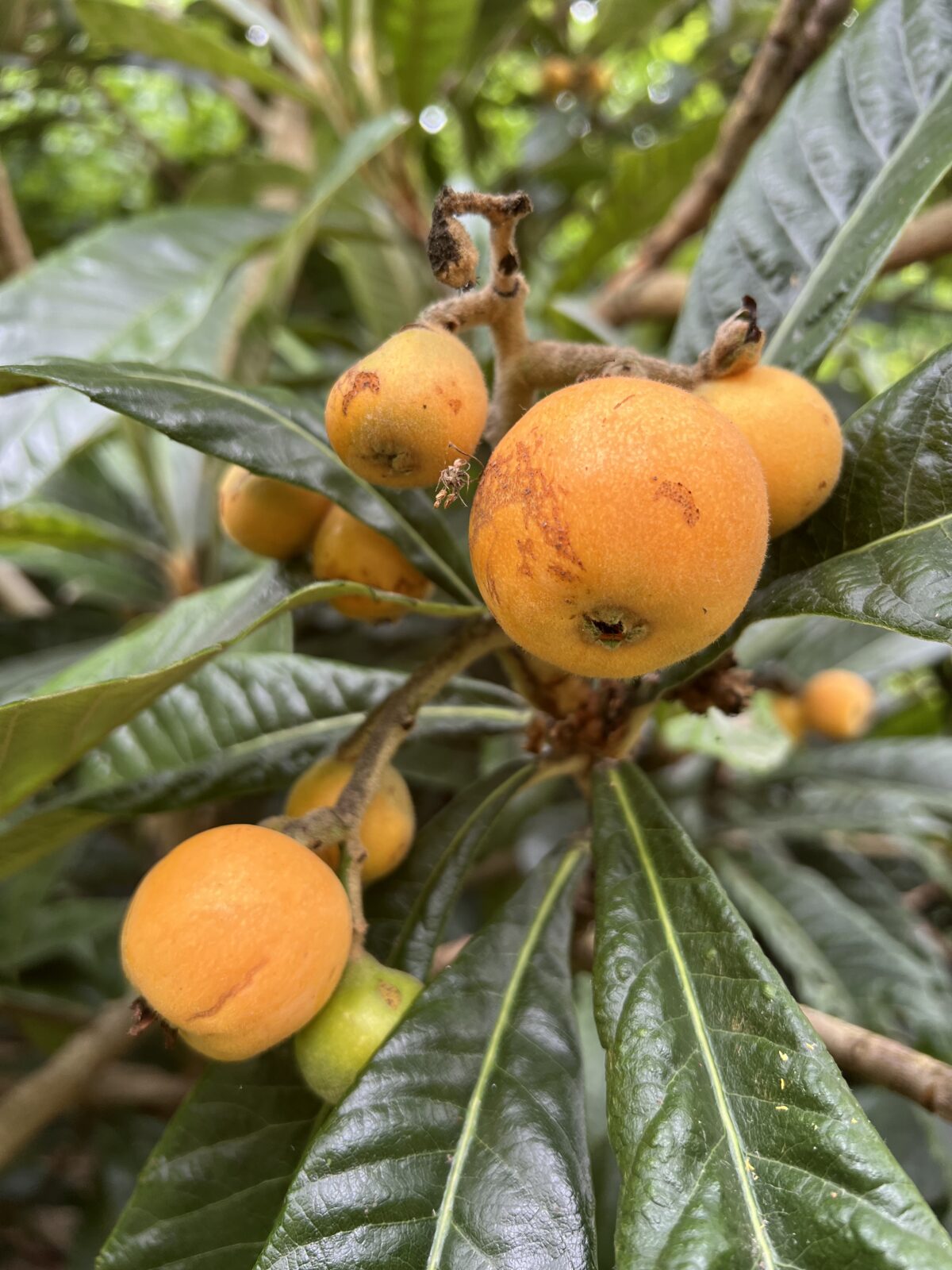 Loquat Rose Anne -frunza vesnic verde - minim 150 cm