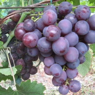 ROSHFOR soi VITA DE VIE | de masa | Extra-Timpuriu cu Rezistenta Genetica | Butasi anul 2 | parafinat | aroma de Muscat