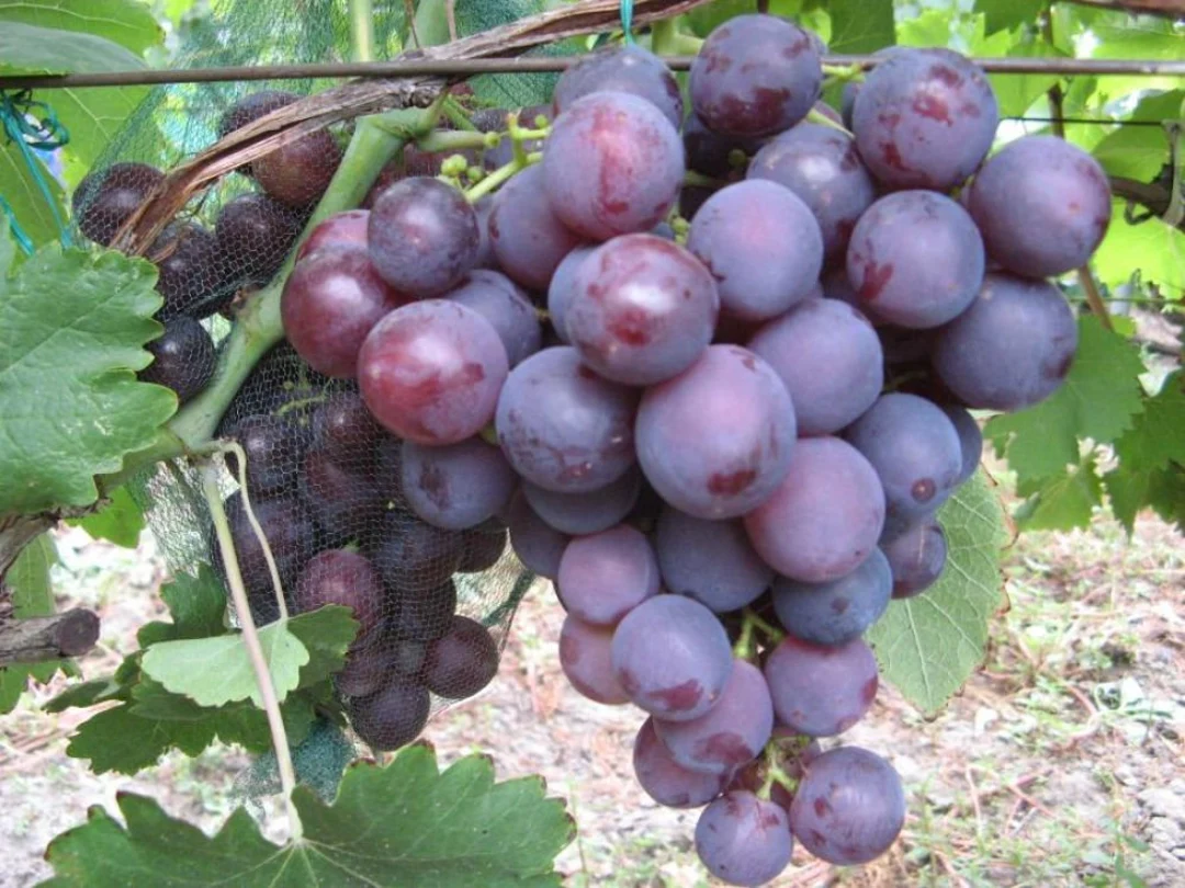 ROSHFOR soi VITA DE VIE | de masa | Extra-Timpuriu cu Rezistenta Genetica | Butasi anul 2 | parafinat | aroma de Muscat