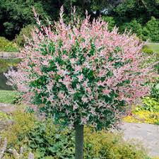 SALIX / Salcii pendula sau japoneze