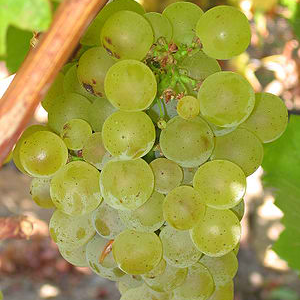 SAUVIGNON BLANC soi VITA DE VIE de vin ALB | Butasi anul 2 | parafinat |