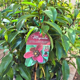 Magnolia Figo soi nou "Stellar Ruby" - forma tufa - frunze vesnic verzi si flori parfumate - ghiveci 10 litri - poze reale